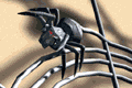 spider animation